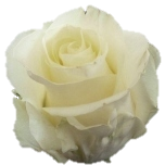 First Lady Roses d'Equateur Ethiflora